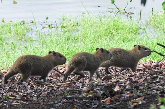 Filhotes de capivara no Hato El Cedral, na região dos llanos venezuelanos, perto da cidade de Mantecal